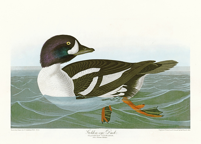 Golden eye Duck