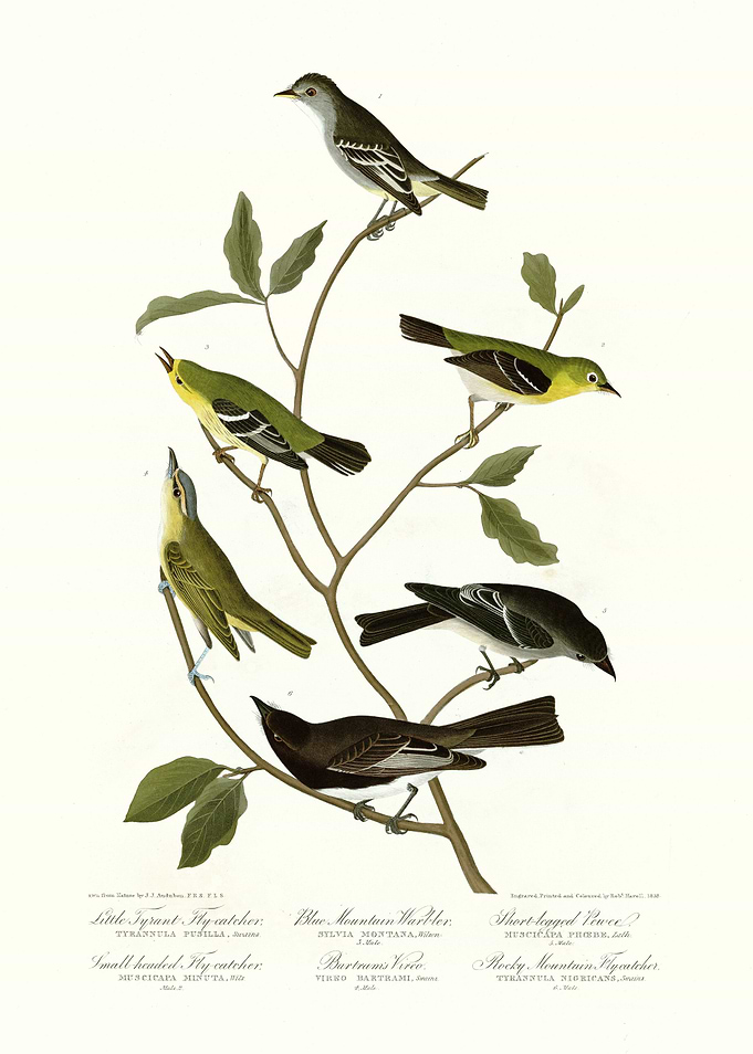 I Little Tawny Thrush