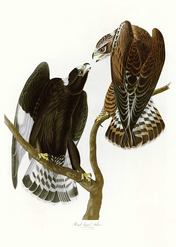 Rough legged Falcon