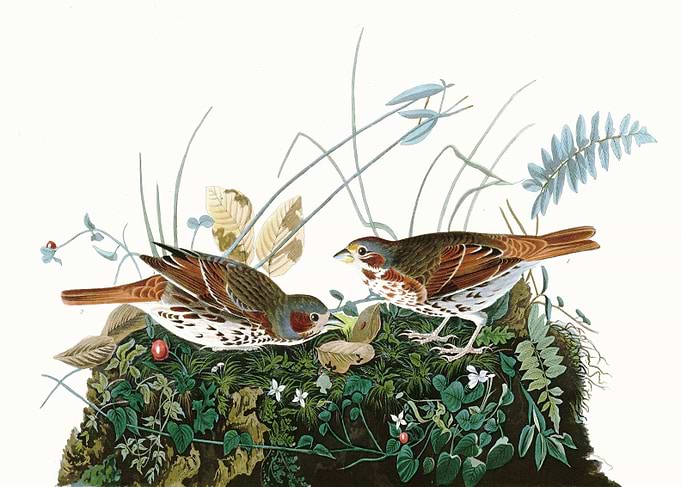 Fox coloured Sparrow