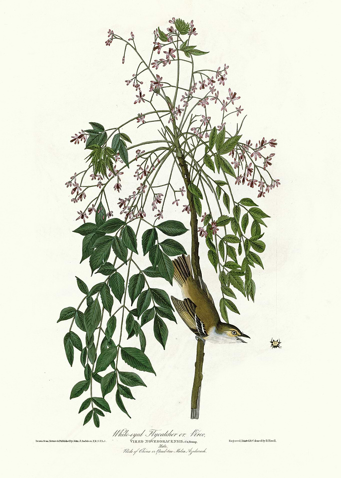 White eyed Flycatcher or