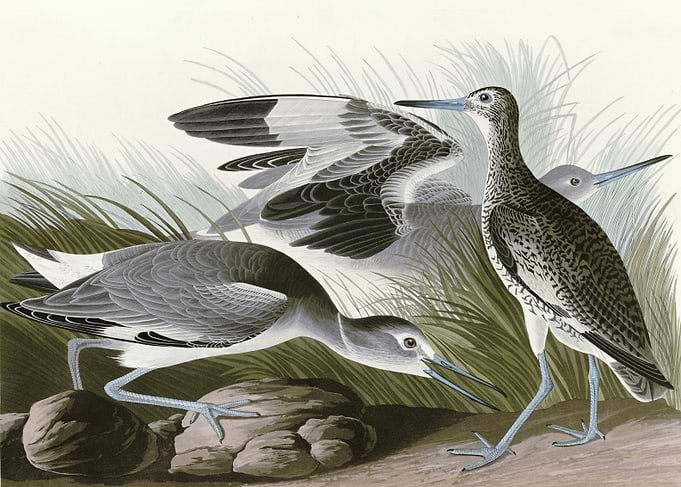 Semipalmated Snipe or