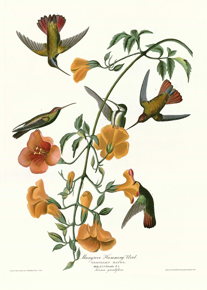 Mangrove Humming Bird