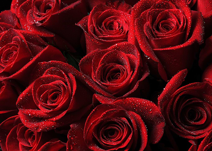 Red Roses