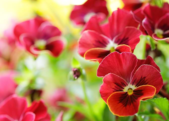 Flowers Artwork