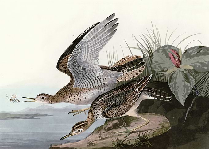 Bartram Sandpiper