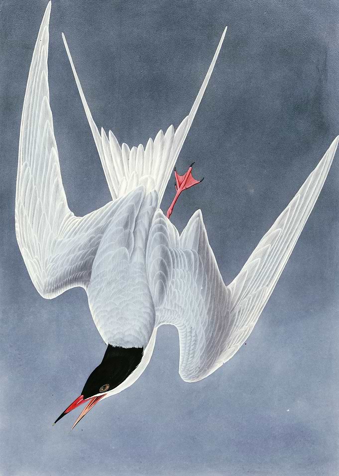 Great Tern
