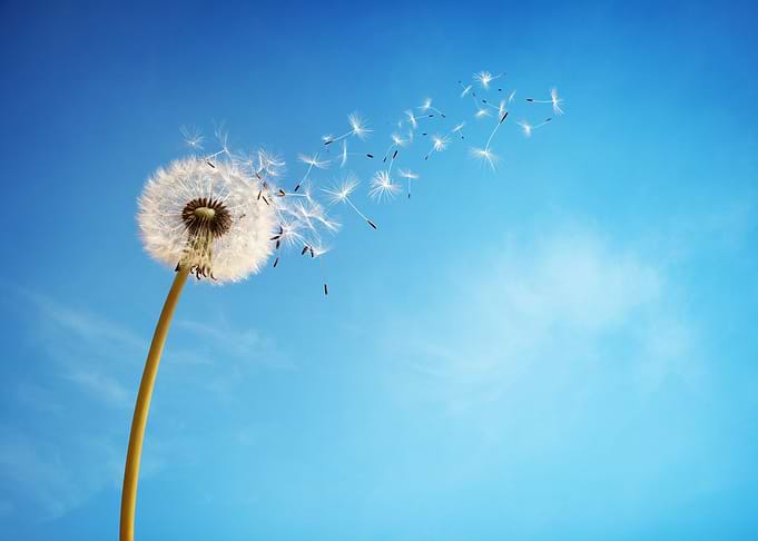 Dandelion Art