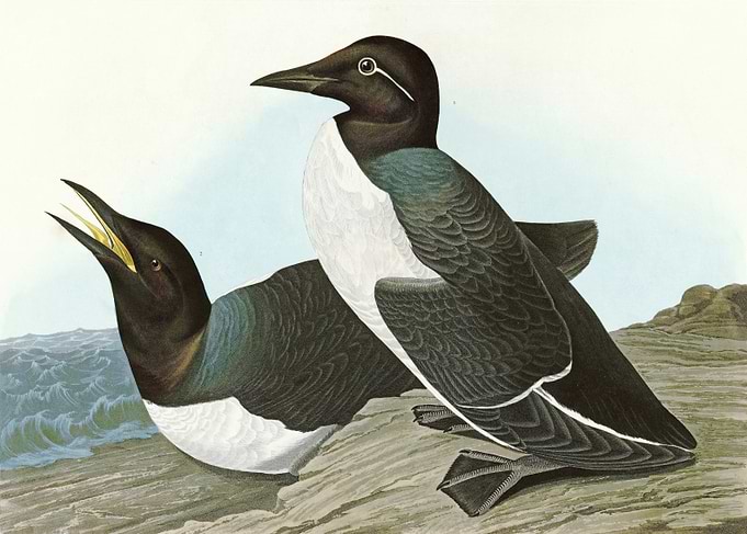 Foolish Guillemot