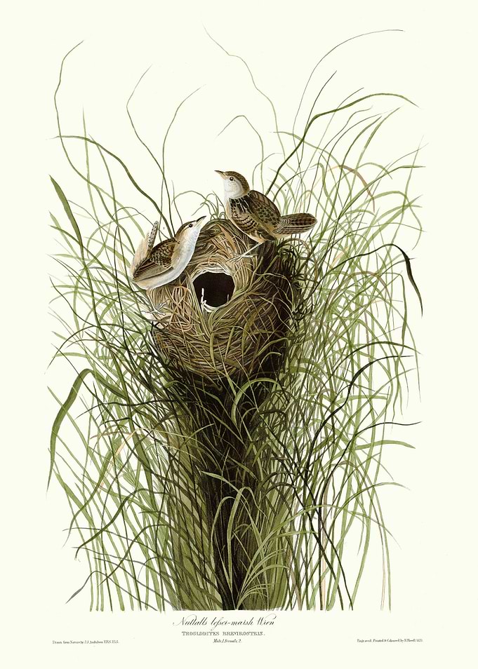 Nuttalls lesser marsh Wr