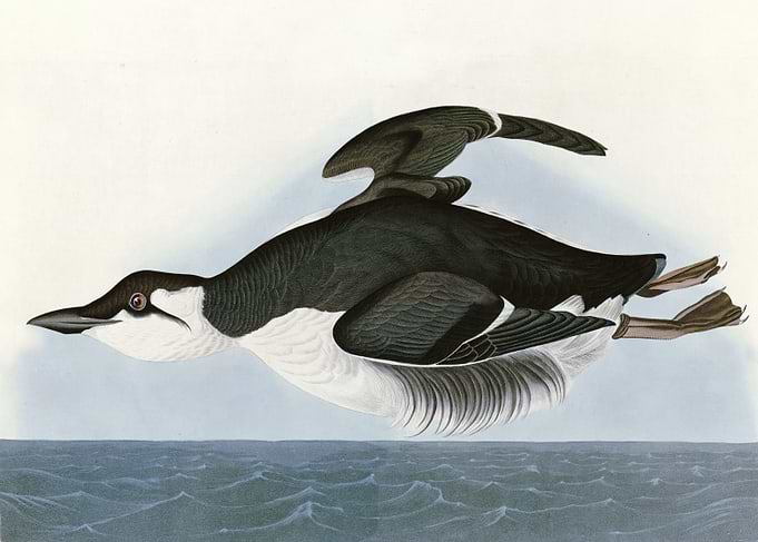 Thick billed Murre
