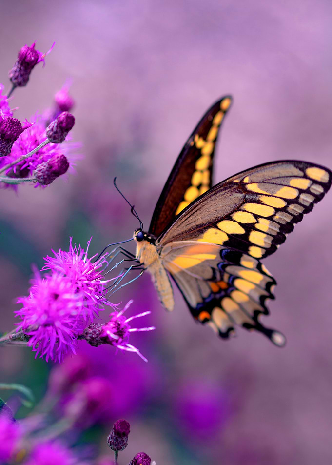 butterfly