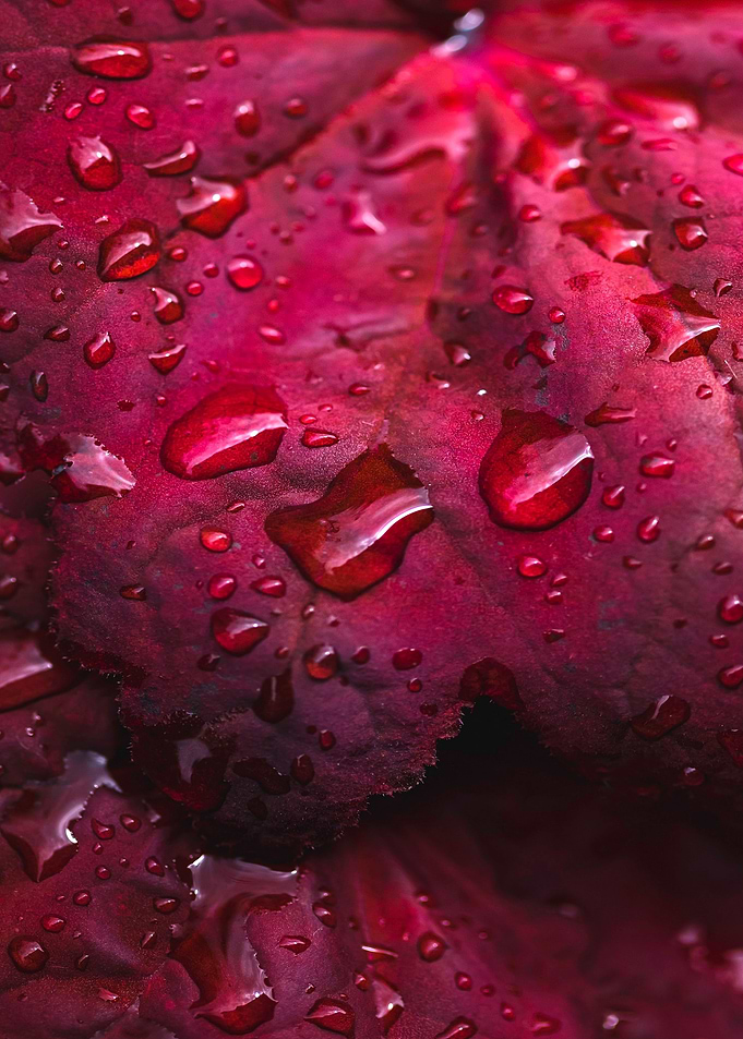 red leaves