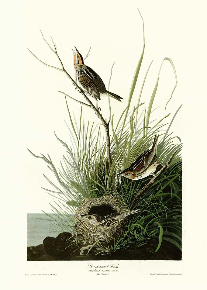 Sharp tailed Finch