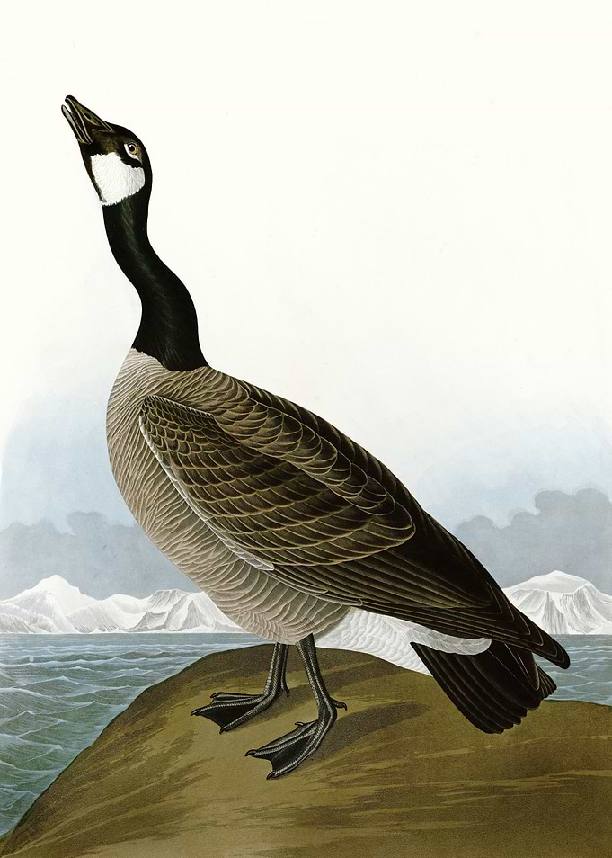 Hutchinss Barnacle Goose