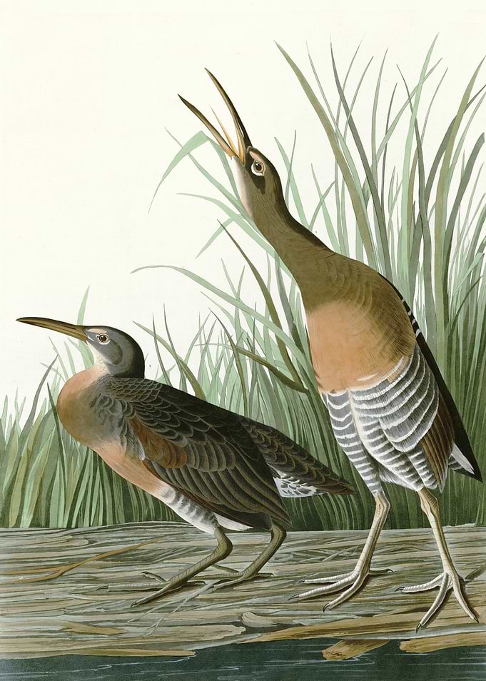 Salt Water Marsh Hen