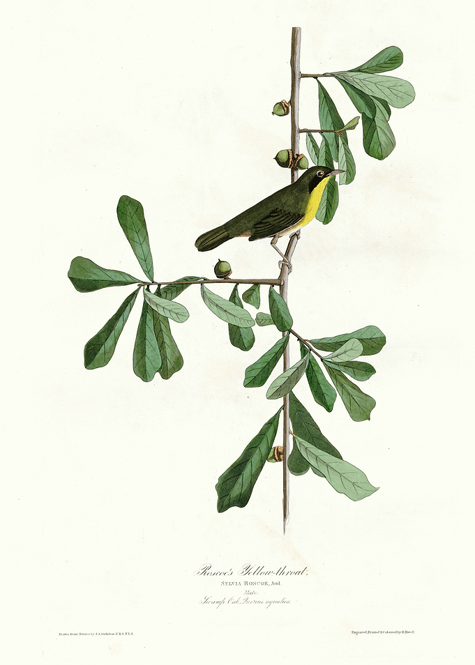 Roscoes Yellow throat