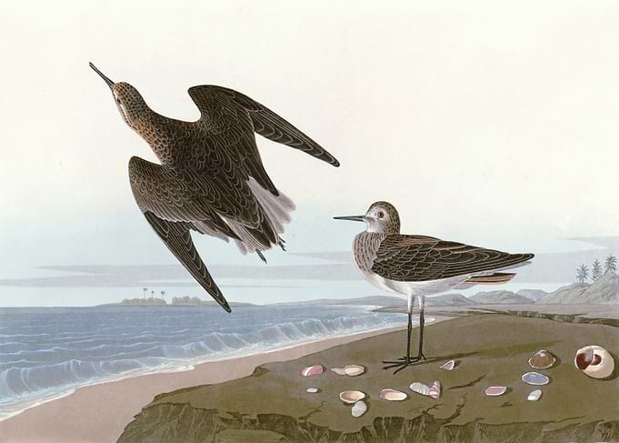 Schinzs Sandpiper