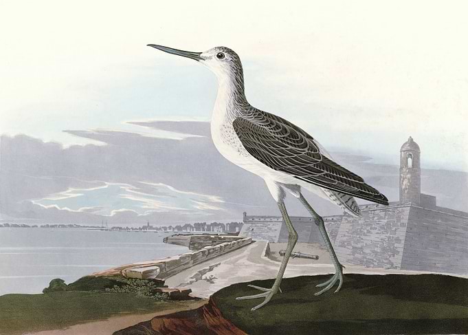 Greenshank