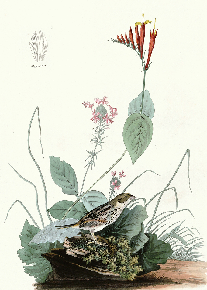 Henslows Bunting