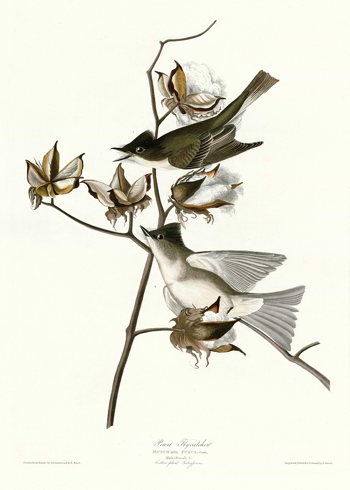 Pewit Flycatcher
