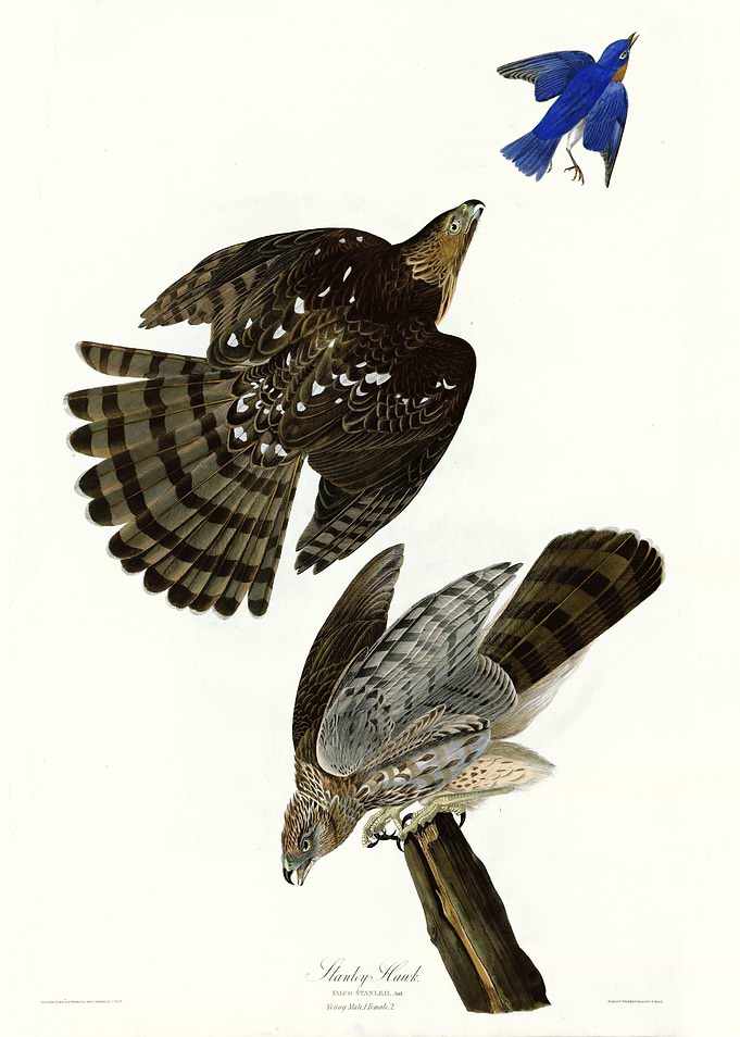 Stanley Hawk