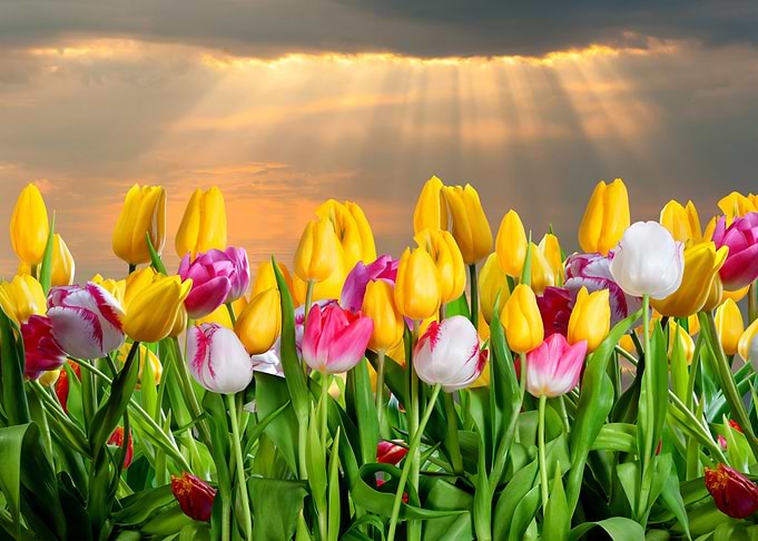 Flowers Artwork