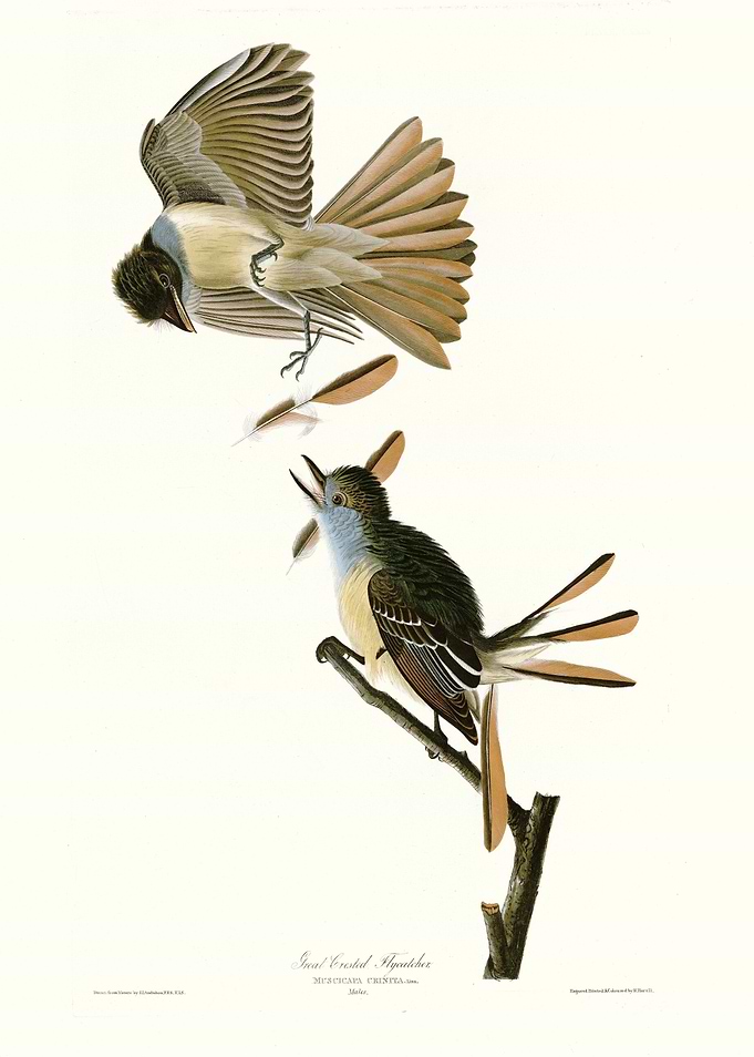 Great Crested Flycatcher