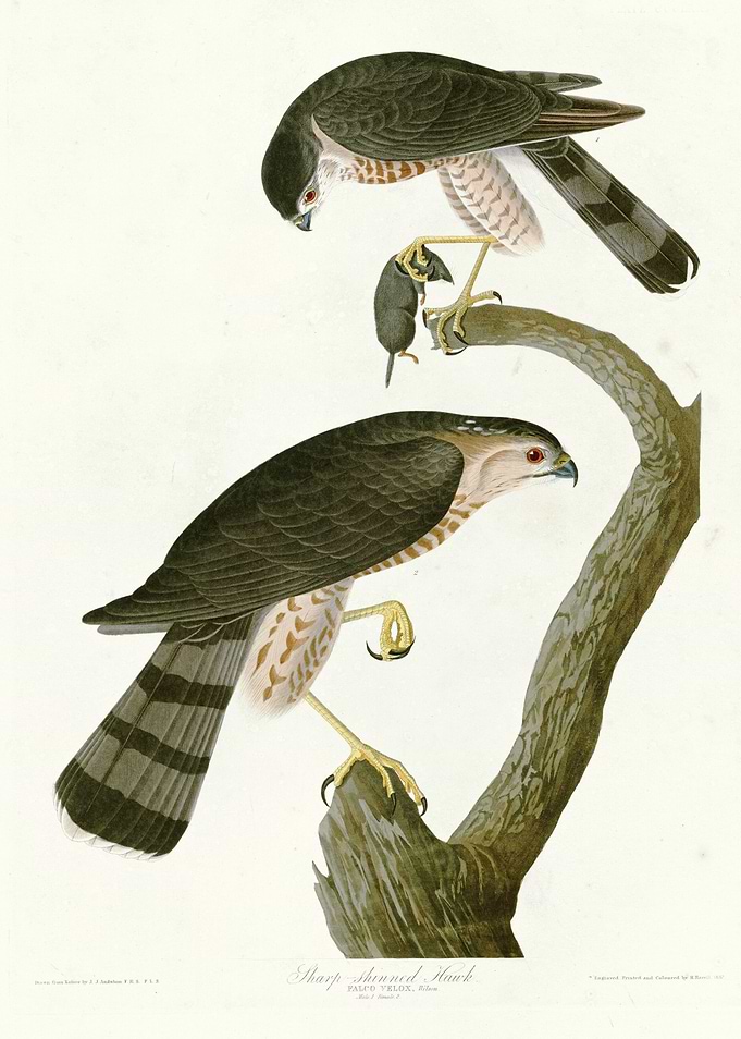 Sharp shinned Hawk