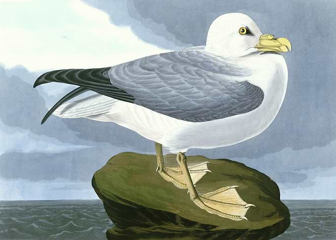 Fulmar Petrel