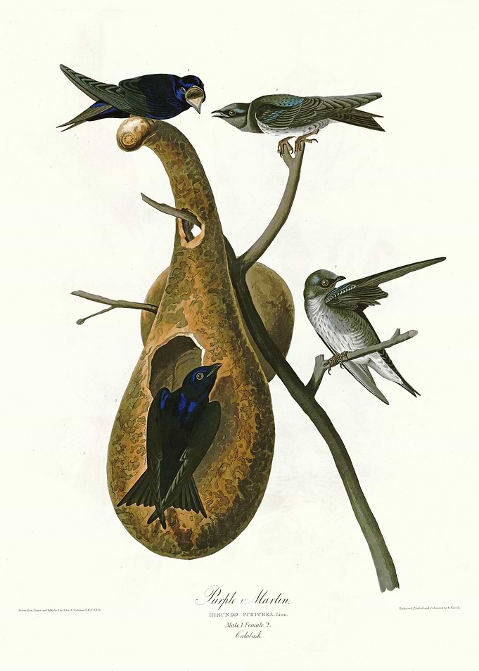 Purple Martin