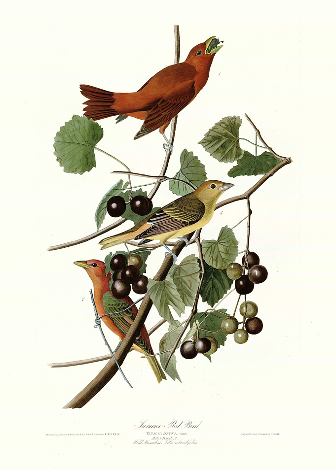 Summer Red Bird