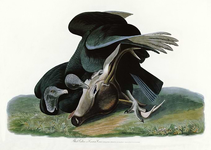Black Vulture or Carrio