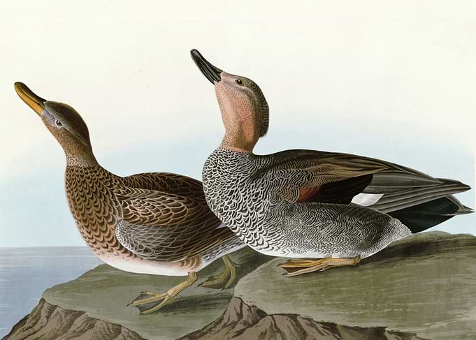 Gadwall Duck