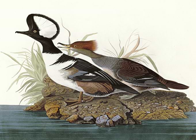 Hooded Merganser