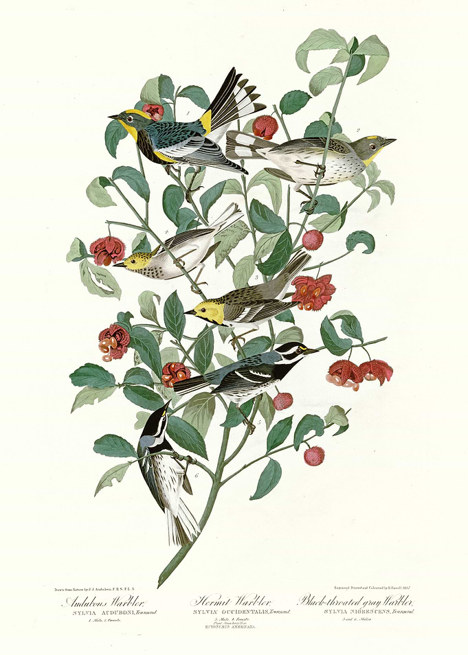 I Audubons Warbler