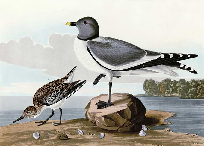 Fork tailed Gull