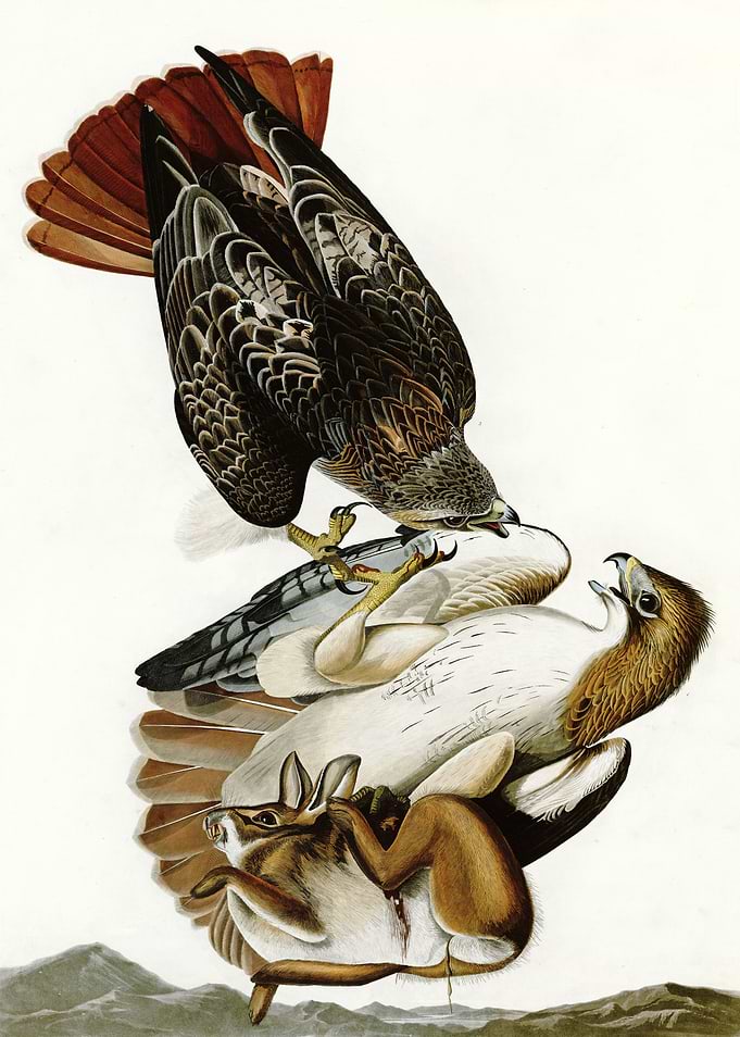 Red tailed Hawk