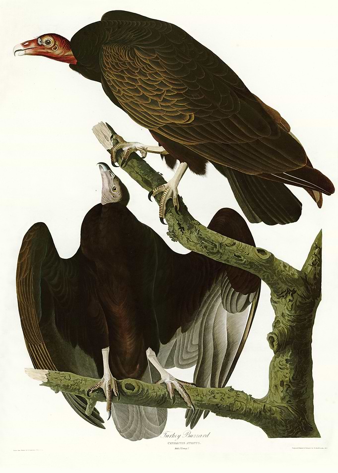 Turkey Buzzard