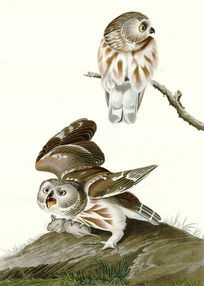 Little Owl