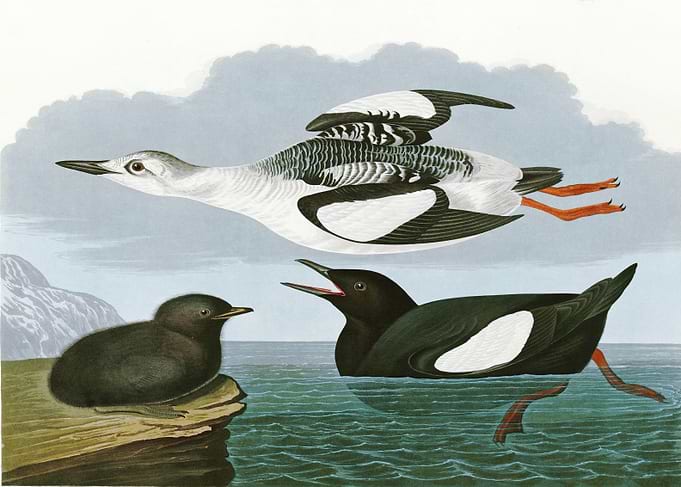 Black Guillemot