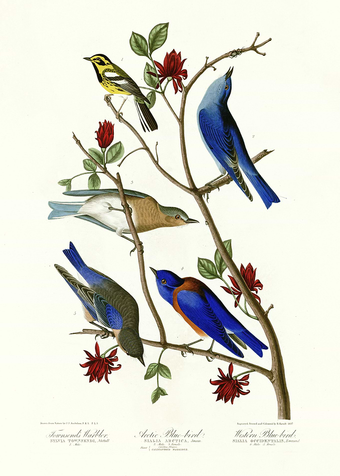 I Townsends Warbler