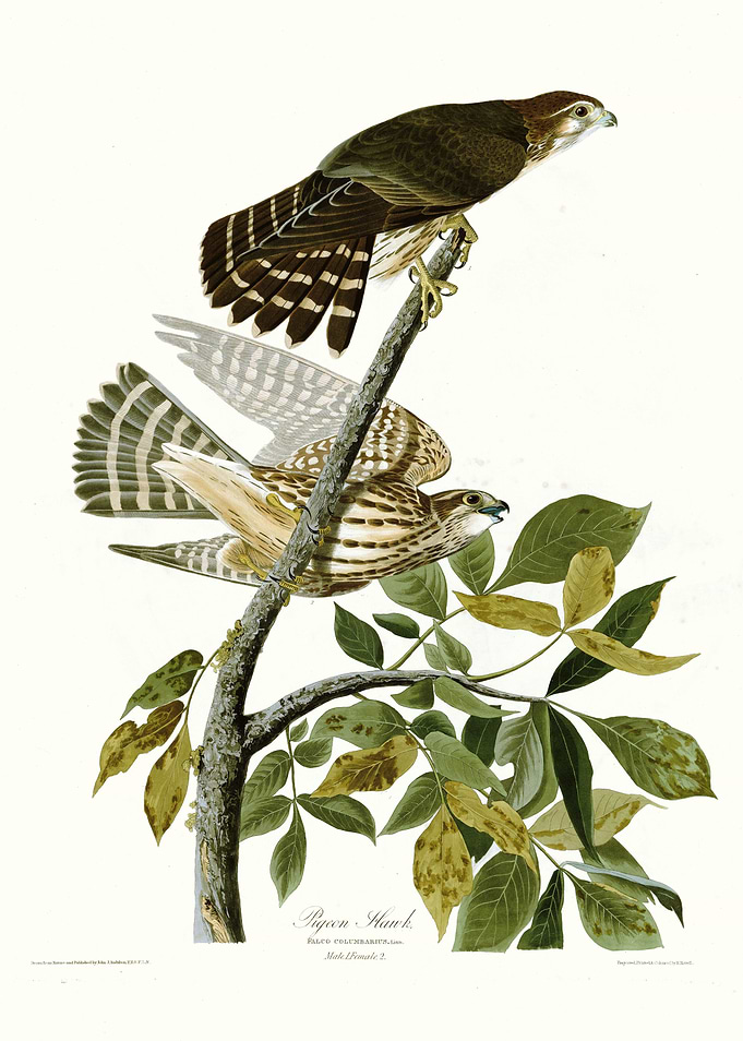Pigeon Hawk
