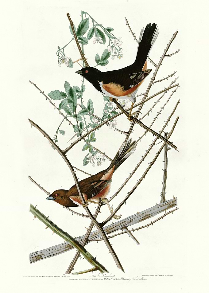 Towhe Bunting