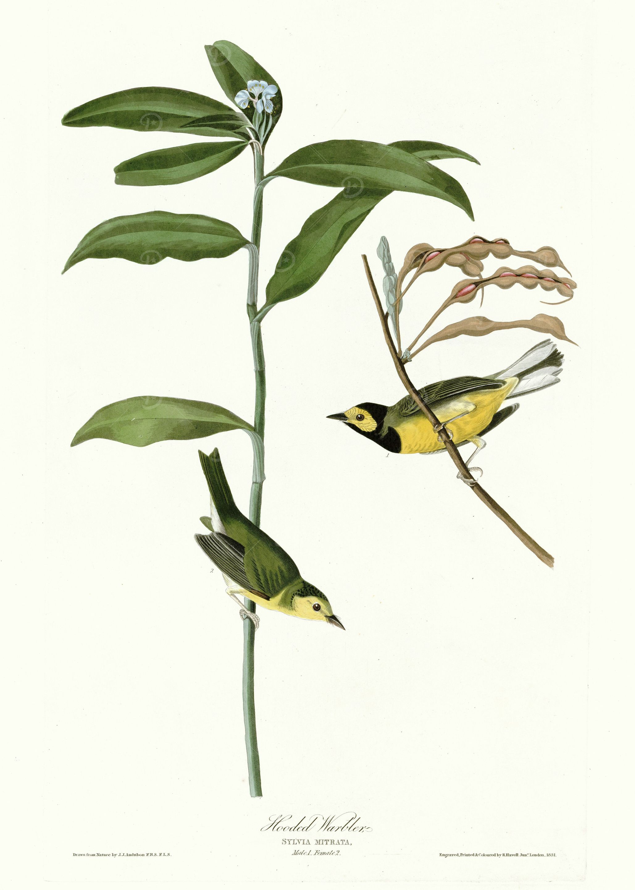 Hooded Warbler