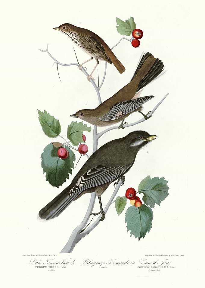 I Little Tawny Thrush