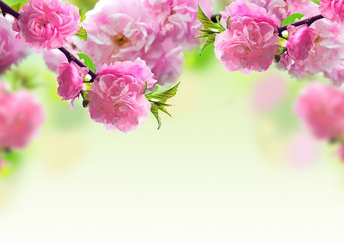 Flowers Artwork