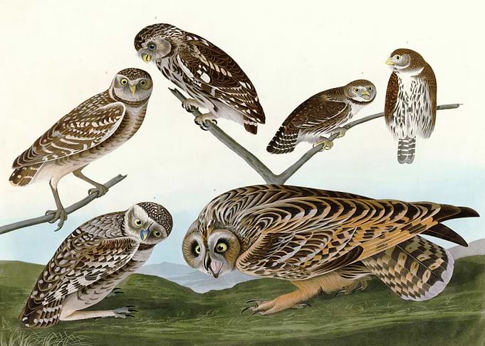 I Burrowing Owl La