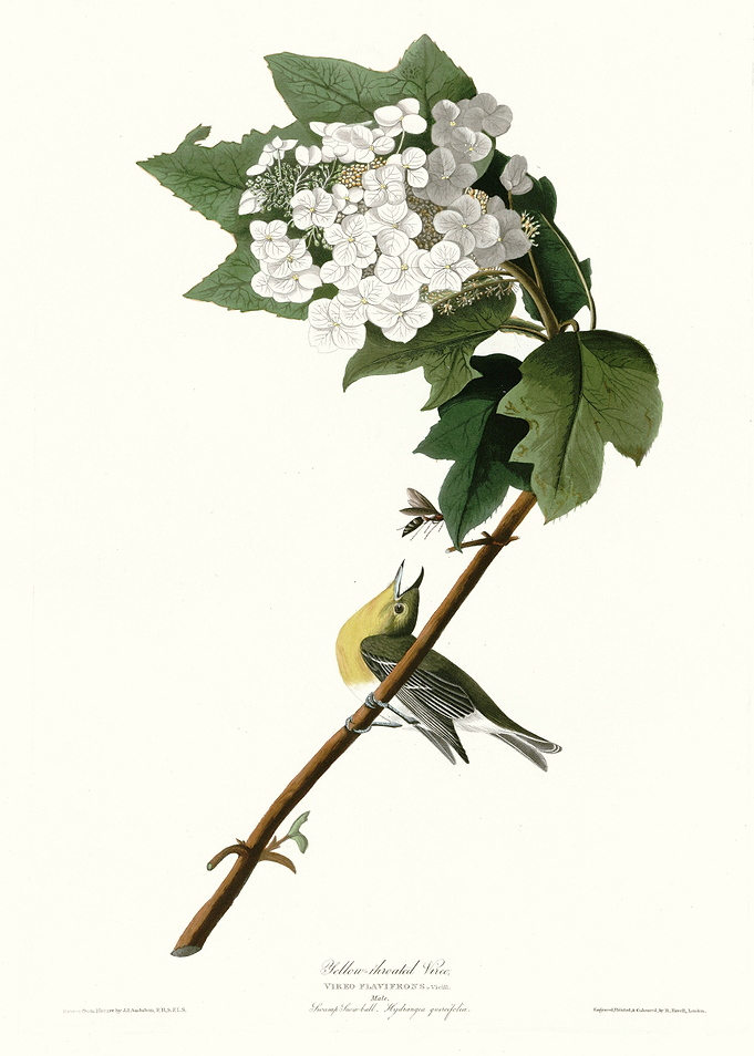 Yellow throated Vireo