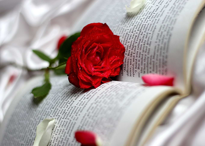 Red Rose